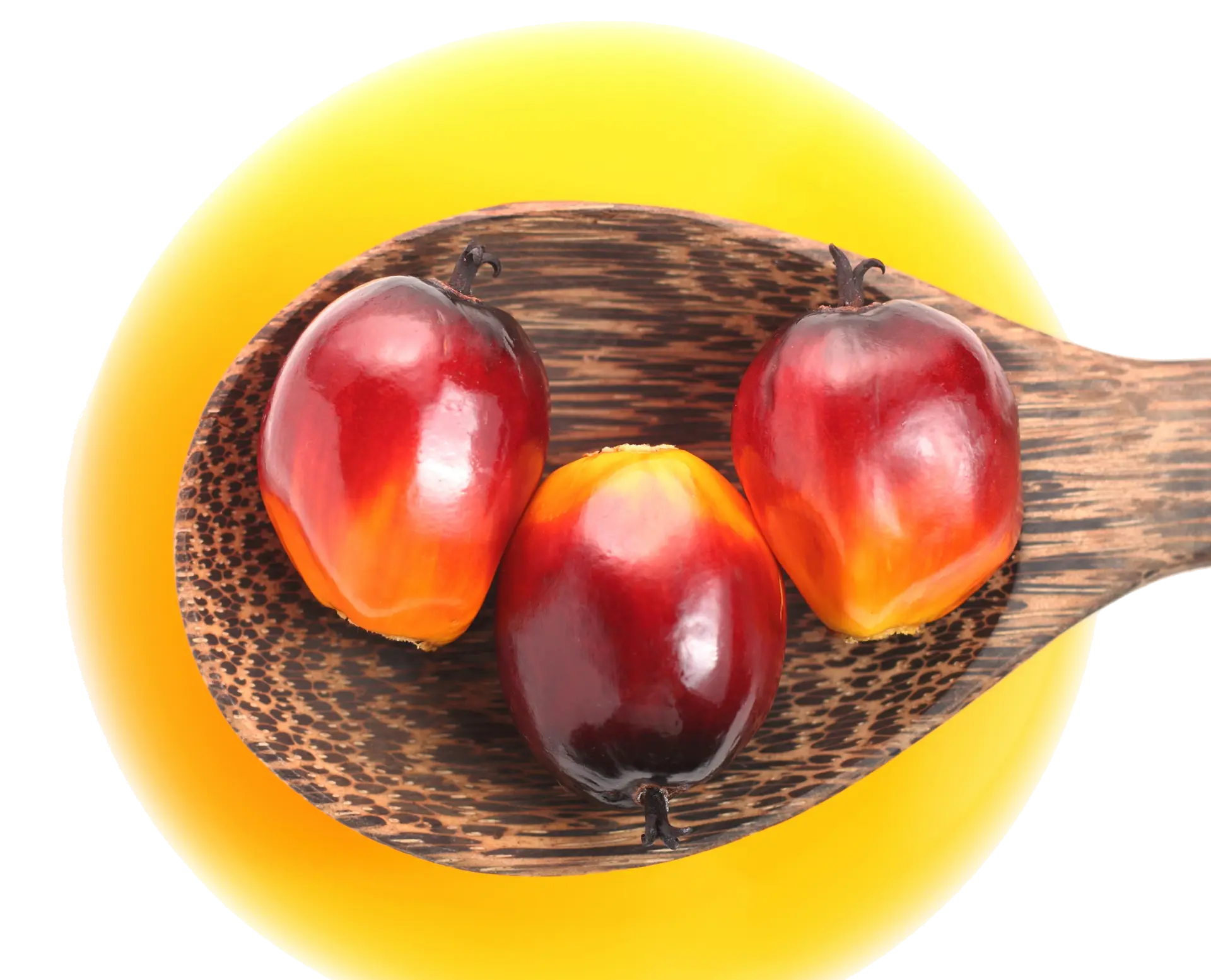 Fruta de Palma Tecnopalm