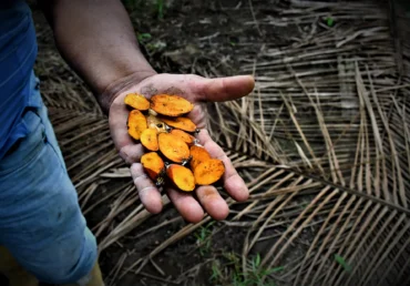 Palma Aceitera Híbrida Americana vs. Palma Africana Tradicional