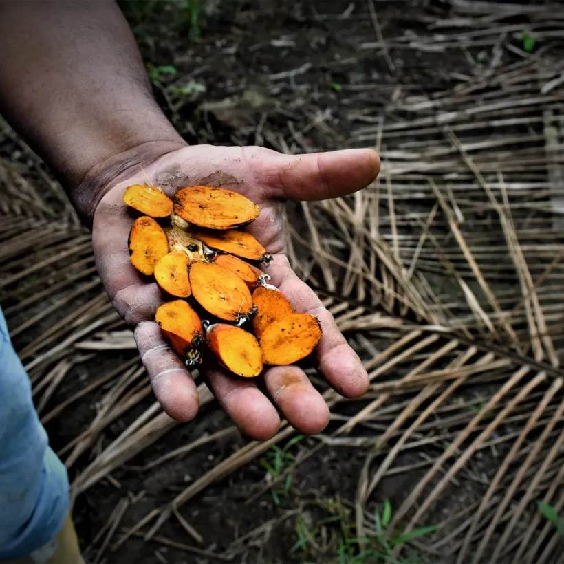 Palma Aceitera Híbrida Americana  vs. Palma Africana Tradicional